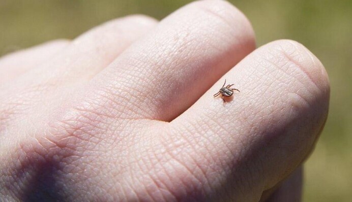 Кліщі вийшли на полювання: як вберегтися і що робити при укусі