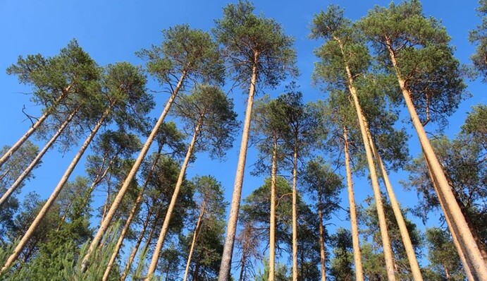 Что значит корабельная сосна: депутат дала четкий ответ