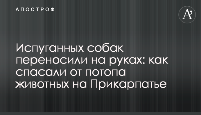 Испуганных собак переносили на руках: как спасали от потопа животных на Прикарпатье