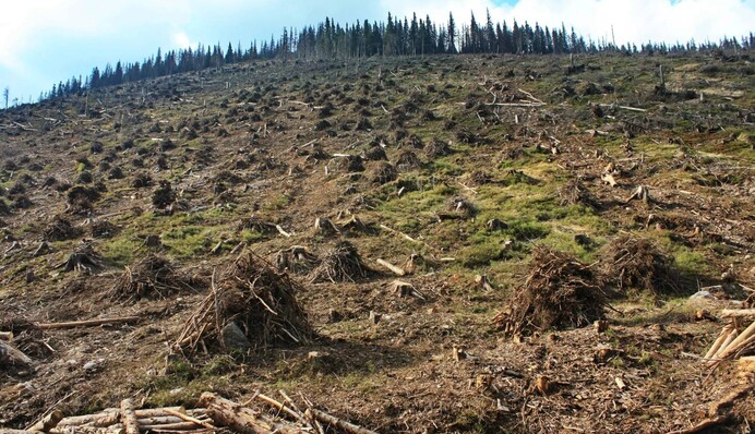 На Закарпатті чиновники підуть під суд за вирубку лісу на 3 млн: скандальні деталі