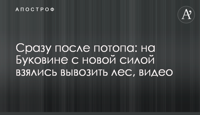 Сразу после потопа: на Буковине с новой силой взялись вывозить лес, видео