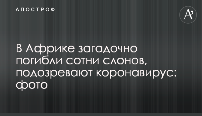 В Африці загадково загинули сотні слонів, підозрюють коронавірус: фото