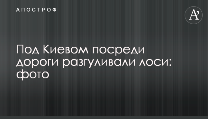 Під Києвом посеред дороги розгулювали лосі: фото