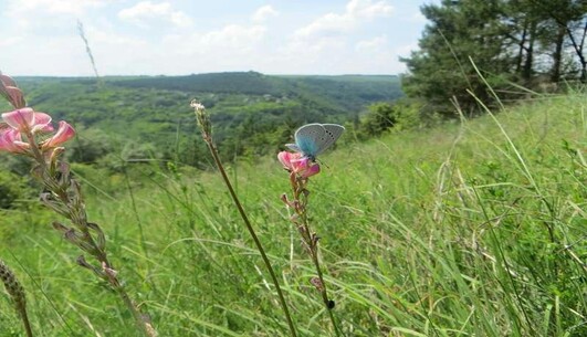 Апеляційний суд прийняв рішення по Стерненку