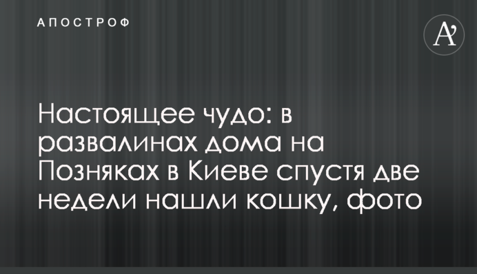 Настоящее чудо: в развалинах дома на Позняках в Киеве спустя две недели нашли кошку, фото