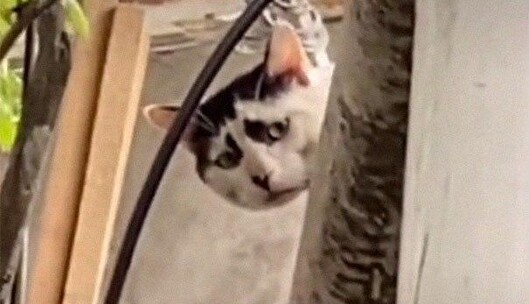 Студентка сфотографировала бездомную кошку на улице - она стала интернет-звездой