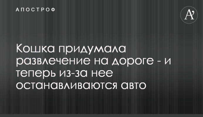 Кішка придумала розвагу на дорозі - і тепер через неї зупиняються авто