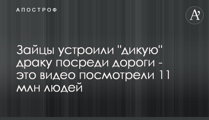 Зайцы устроили 