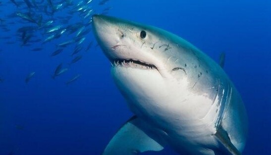 Девушка ударила напавшую на нее акулу в глаз - и это спасло ей жизнь