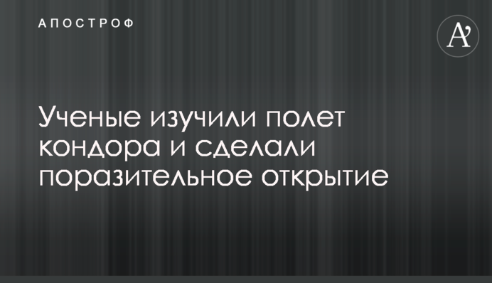 Вчені вивчили політ кондора і зробили вражаюче відкриття