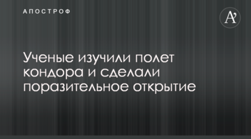 Вчені вивчили політ кондора і зробили вражаюче відкриття