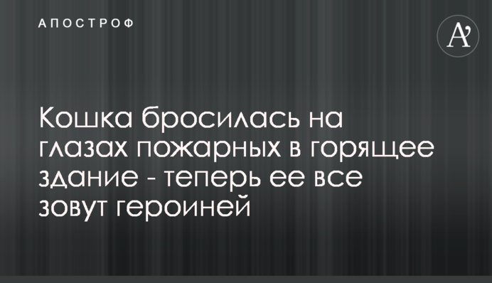 Кошка бросилась на глазах пожарных в горящее здание - теперь ее все зовут героиней