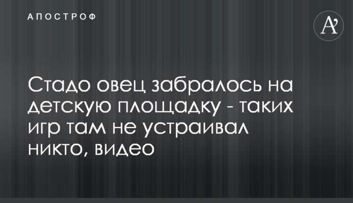 Стадо овець залізло на дитячий майданчик - таких ігор там не влаштовував ніхто, відео