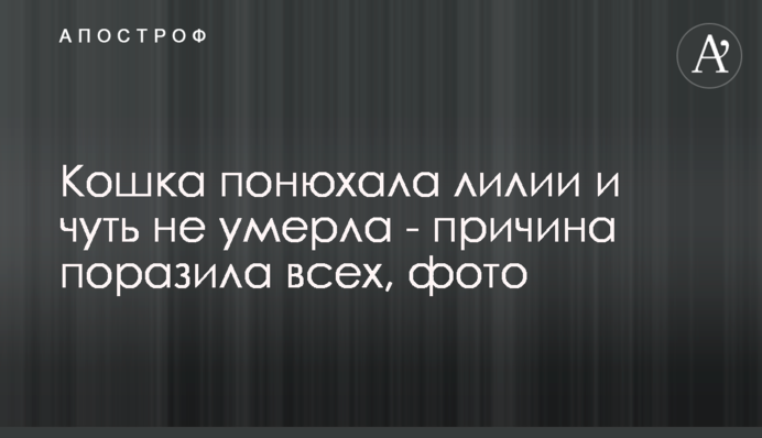 Кішка понюхала лілії і мало не померла - причина вразила всіх, фото