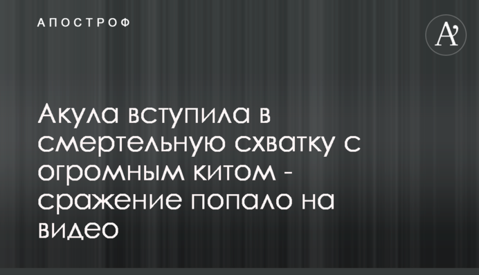 Акула вступила в смертельную схватку с огромным китом - сражение попало на видео