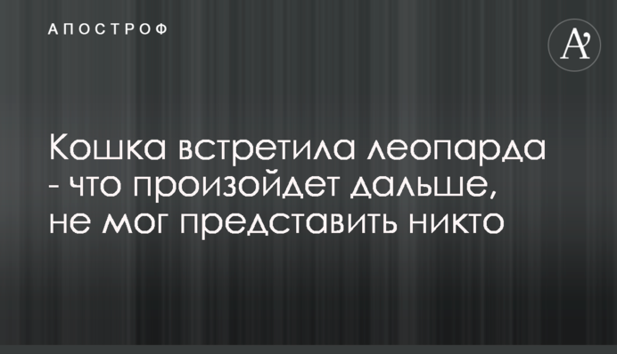 Кошка встретила леопарда - что произойдет дальше, не мог представить никто