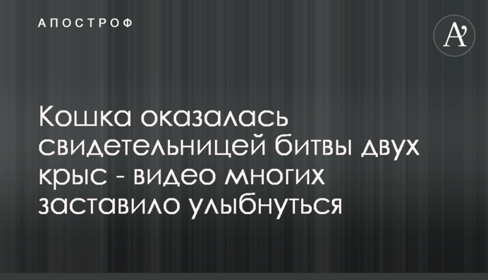 Кошка оказалась свидетельницей битвы двух крыс - видео многих заставило улыбнуться