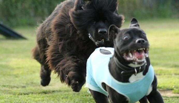 Їх день точно гірший, ніж ваш: мережу підірвали кумедні фото тварин