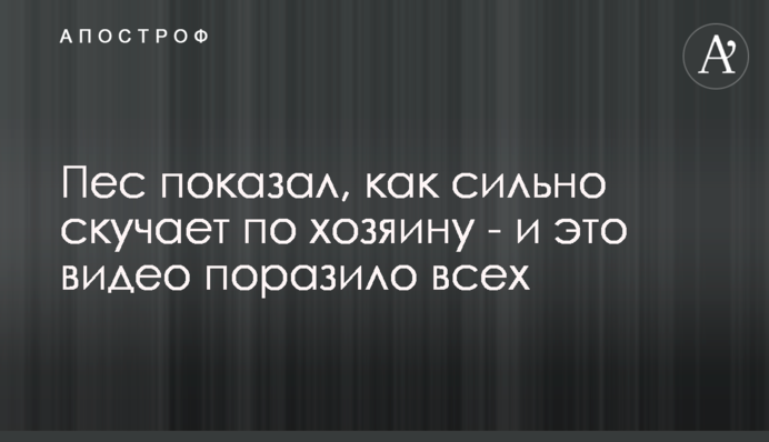 Пес показав, як сильно сумує за господарем - і це відео вразило всіх
