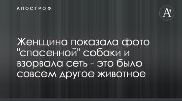 Женщина показала фото "спасенной" собаки и взорвала сеть - это было совсем другое животное