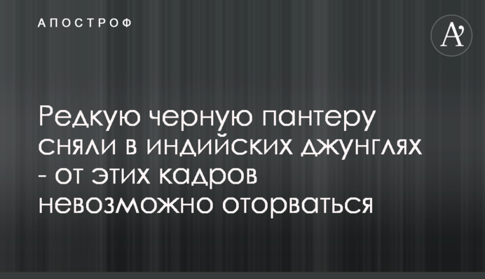 Редкую черную пантеру сняли в индийских джунглях - от этих кадров невозможно оторваться