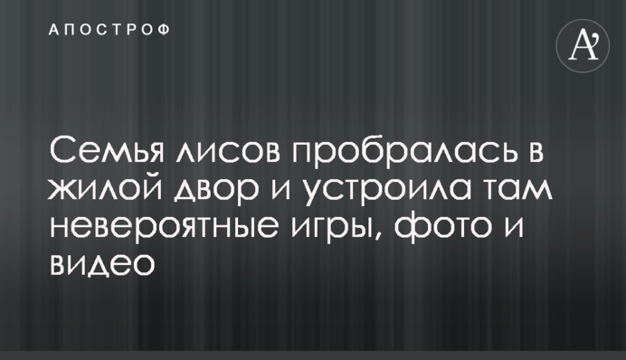 Семья лисов пробралась в жилой двор и устроила там невероятные игры, фото и видео