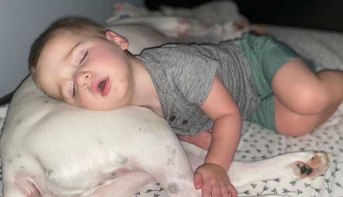 Маленький ребенок сбежал с кровати, чтобы уснуть в обнимку с псом, и прославился, видео