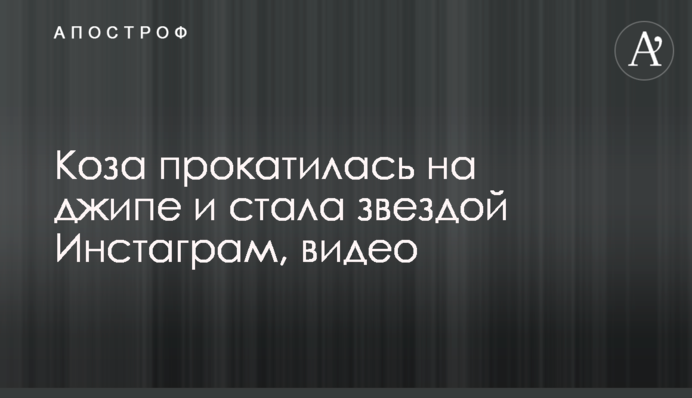 Коза прокаталася на джипі і стала зіркою Інстаграм, відео