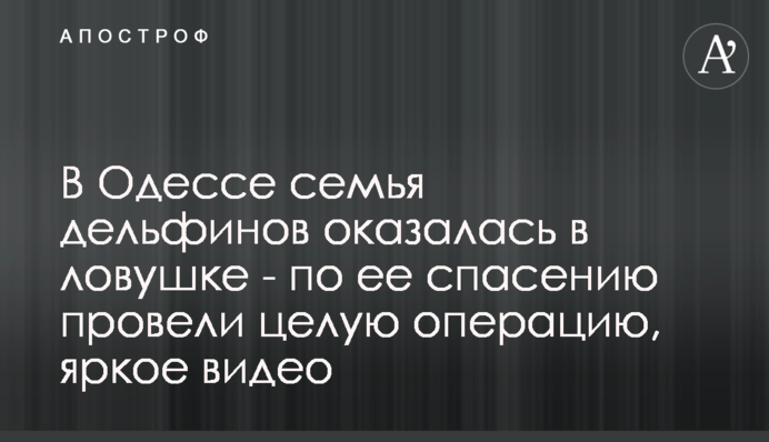 В Одессе семья дельфинов оказалась в ловушке - по ее спасению провели целую операцию, яркое видео