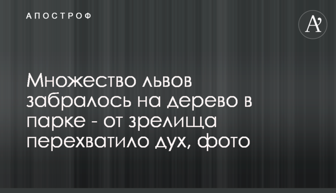 Багато левів залізло на дерево в парку - від видовища перехопило дух, фото