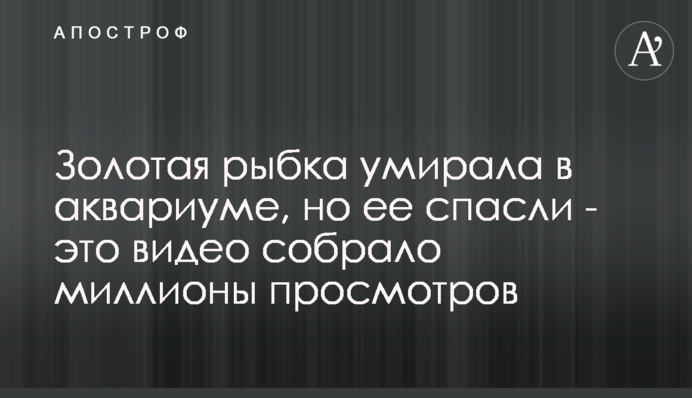 Золотая рыбка умирала в аквариуме, но ее спасли - это видео собрало миллионы просмотров