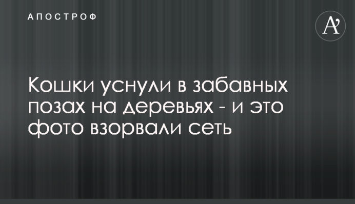 Кошки уснули в забавных позах на деревьях - и эти фото взорвали сеть