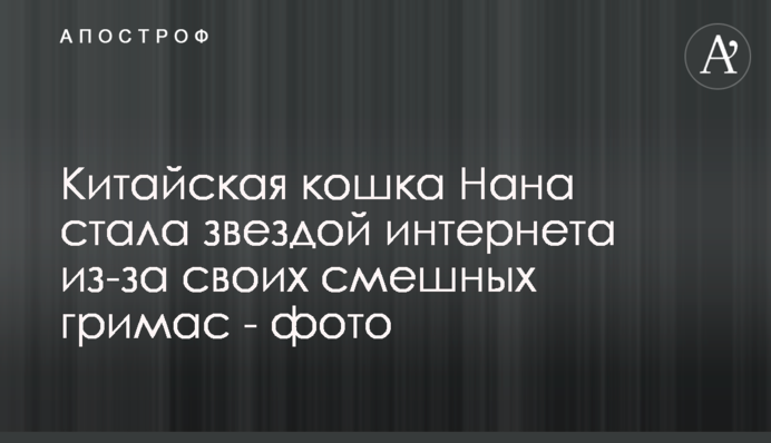 Китайська кішка Нана стала зіркою інтернету через свої смішні гримаси - фото