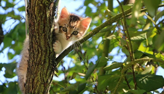 Кошеня вкрало пачку грошей в барі і стало 