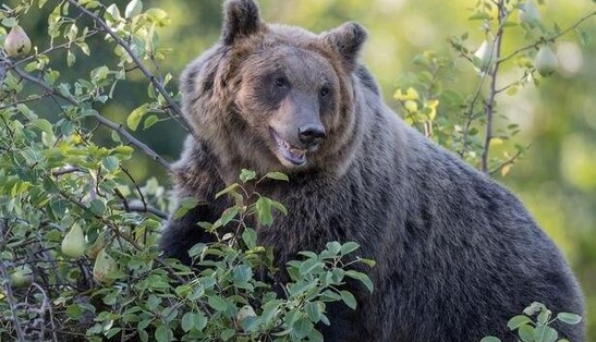 Ведмідь ефектно увірвався в заміський будинок - і це зробило його зіркою