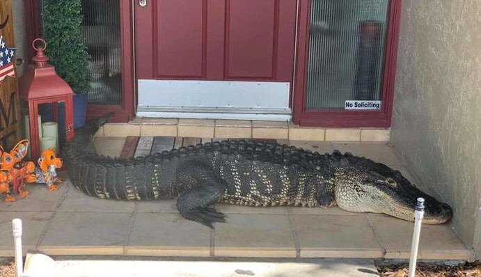 Семья открыла двери дома - и увиденное на пороге существо поразило не только их