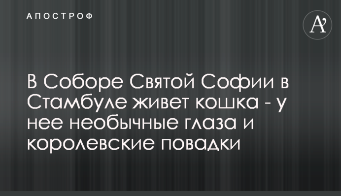 У Соборі Святої Софії в Стамбулі живе кішка - у неї незвичайні очі і королівські звички