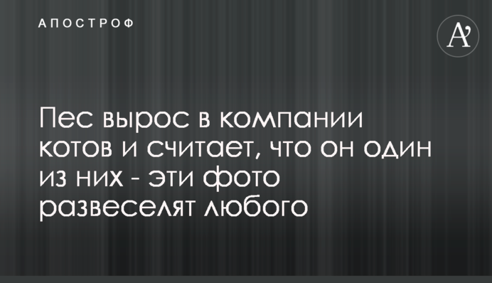 Пес виріс в компанії котів і вважає, що він один з них - ці фото розвеселять будь-кого