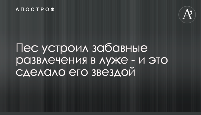 Пес влаштував кумедні розваги в калюжі - і це зробило його зіркою