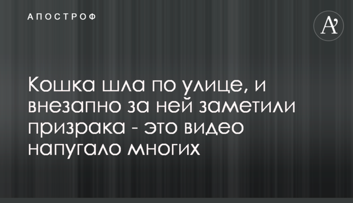​Кішка йшла по вулиці, і раптово за нею помітили примару - це відео налякало багатьох