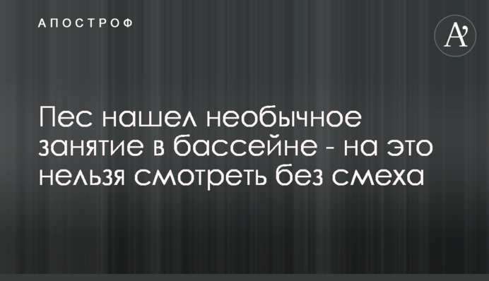 Пес знайшов незвичайне заняття в басейні - на це не можна дивитися без сміху