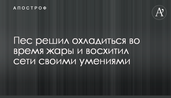 Пес решил охладиться во время жары и восхитил сети своими умениями