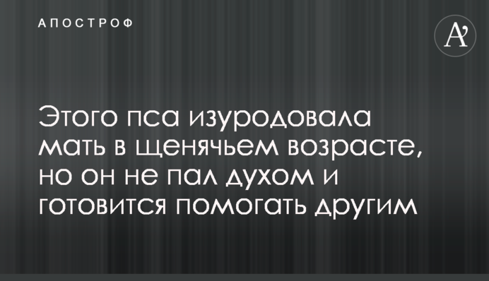 Этого пса изуродовала мать в щенячьем возрасте, но он не пал духом и готовится помогать другим
