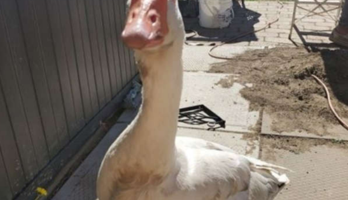 Гусак дав відсіч лисиці і повернувся додому - тепер його вважають героєм