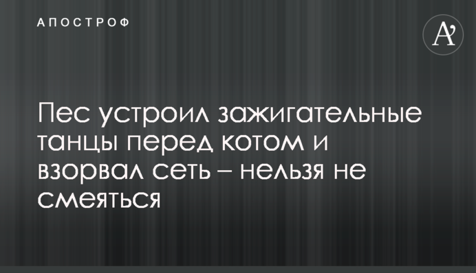 Пес устроил зажигательные танцы перед котом и взорвал сеть - нельзя не смеяться