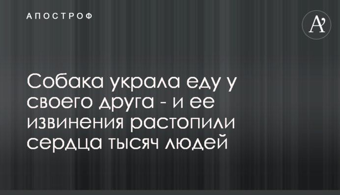 Собака вкрала їжу у свого друга - і її вибачення розтопили серця тисяч людей