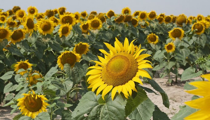 В Украину идет настоящая жара, но ненадолго: синоптик озвучила прогноз