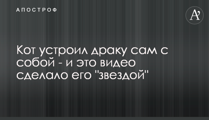 Кіт влаштував бійку сам з собою - і це відео зробило його 