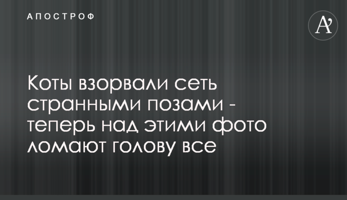 Коти підірвали мережу дивними позами - тепер над цими фото ламають голову всі