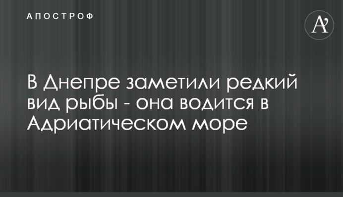 В Днепре заметили редкий вид рыбы - она водится в Адриатическом море